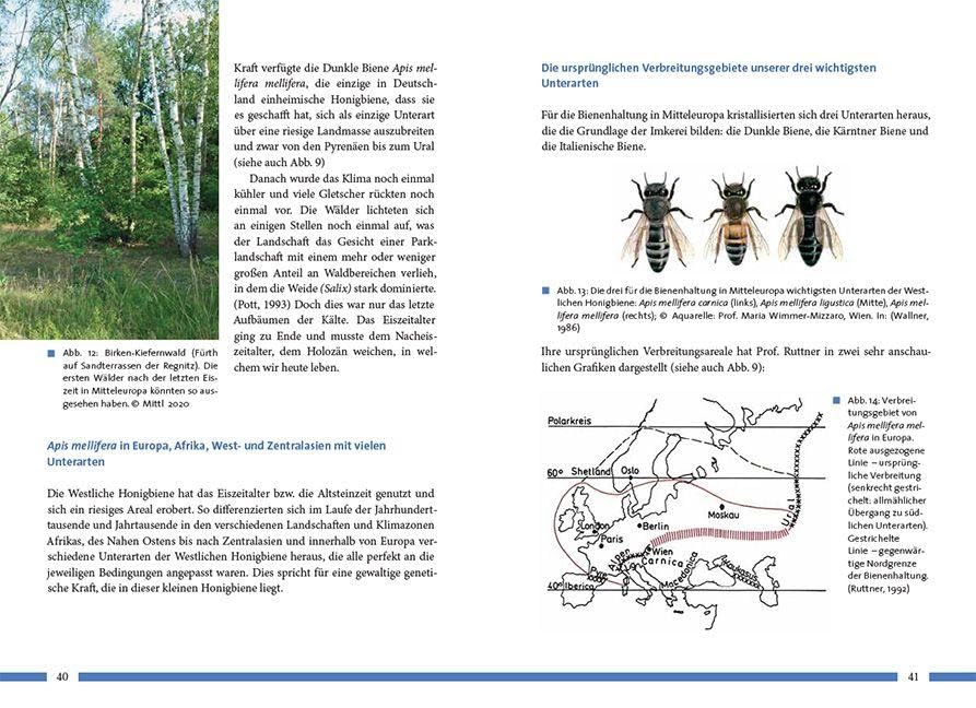 Nachhaltig Imkern mit gesunden Honigbienen: Aus Vergangenheit und Gegenwart für die Zukunft lernen