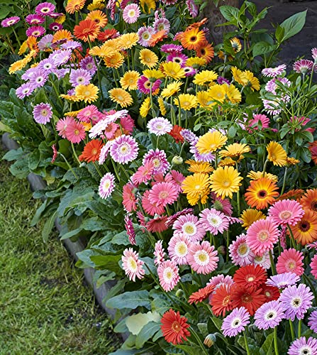 Audbhidhi Gerbera Flower Seeds (Multicolor, Pack of 10 Seeds) (B0B77GJ953) Amazon Price History, Amazon Price Tracker