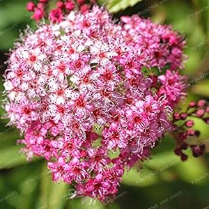 . 100 Pz Spiraea Bonsai Molto bello raro perenne fiore bonsai Per la casa fai da te giardino bonsai Piante Germoglio del 95% Facile da coltivare: 3: Only Seeds