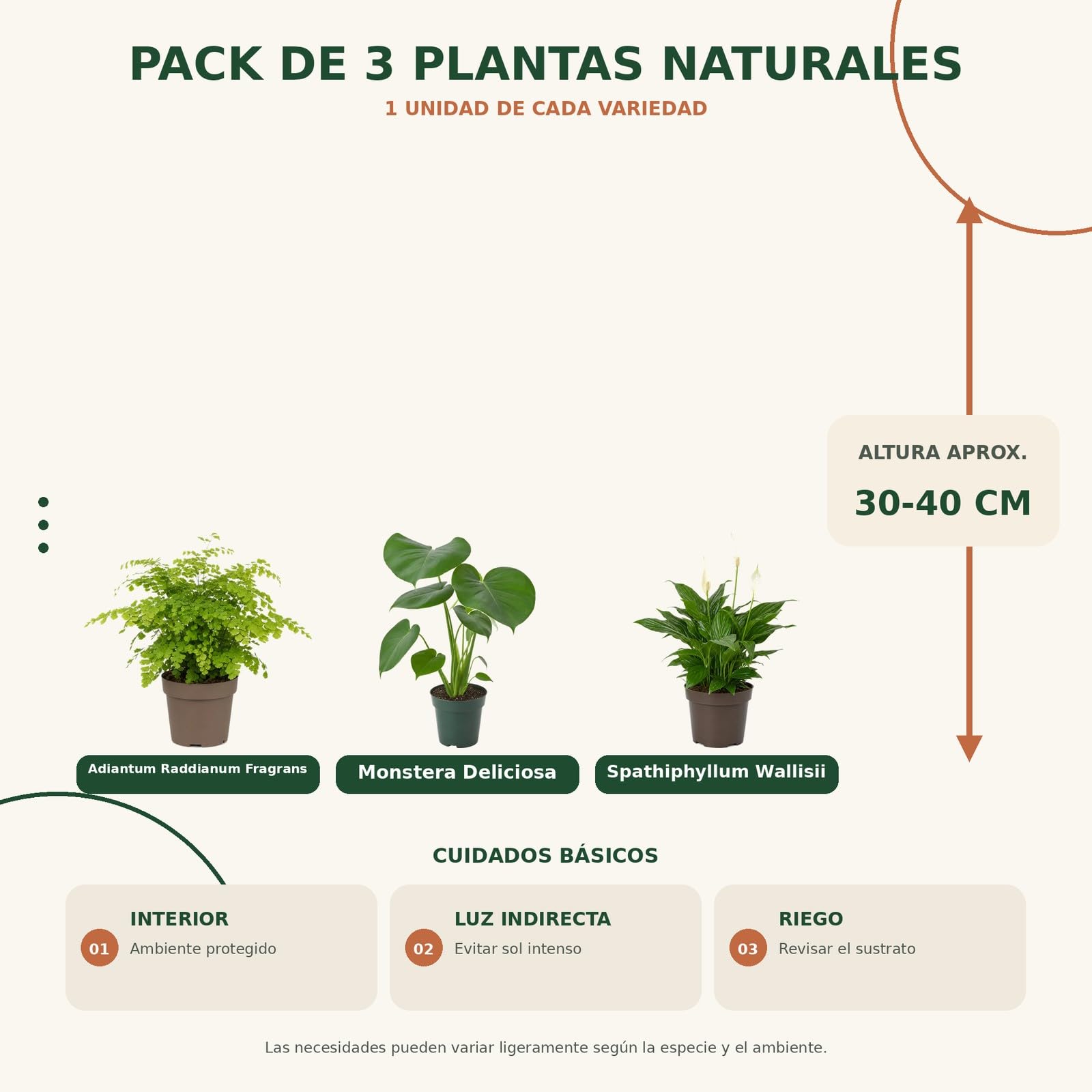 DECOALIVE Pack 3: Culantrillo, Costilla de Adán y Espatifilo