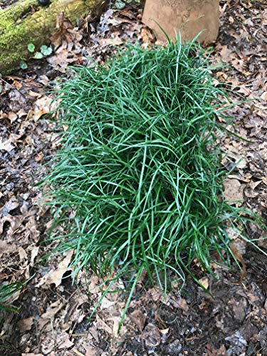 Mondo Grass (Ophiopogon japonicus) 3.5 inch pots. (18)