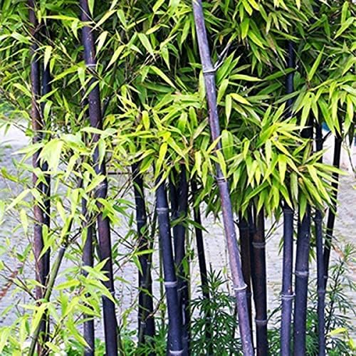 100pcs Pink Fargesia Bamboo Tree Seeds