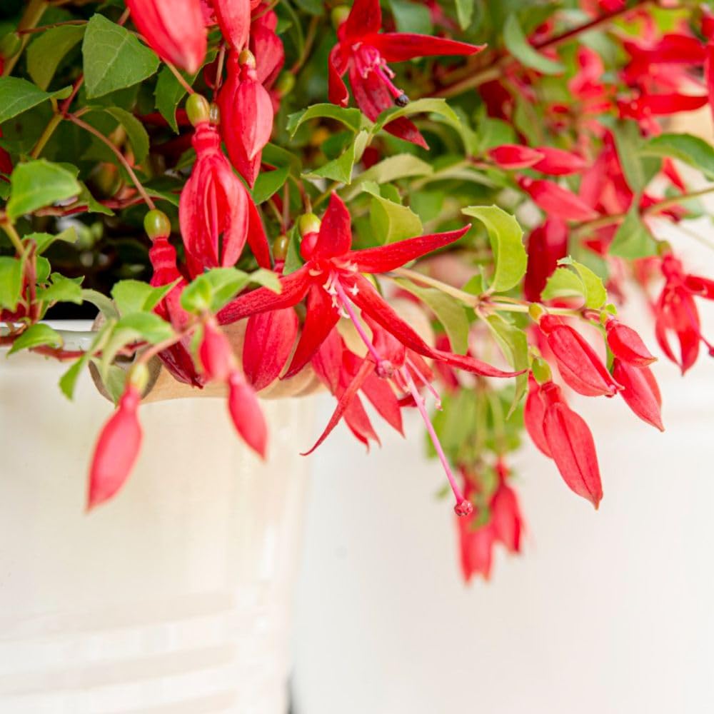 Fuchsia 'Chilli Red' Hardy Shrub - Compact, Red Flowers, Ideal for Containers – 1x 3 Litre Potted Plant by Thompson & Morgan