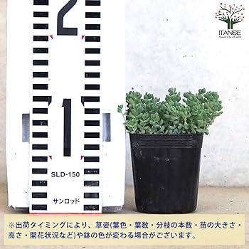 【現品　根付】セダム「パープルヘイズ」粒が数個必ず取れます　お花も終わり パープルヘイズやつぶつぶたち | ブログ版Olive&SucculentGarden