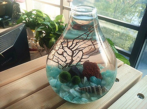 Vase Mobile Suspendu Coeur En Verre Avec Marimo Quartz Coquillage éventail Mer - MENGIZ