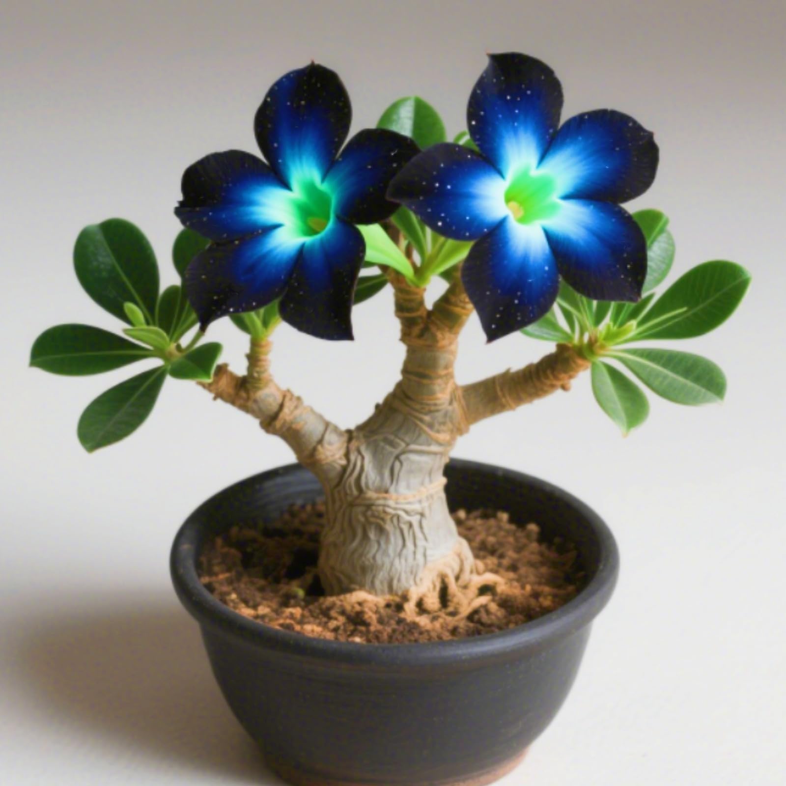 Desert Rose Bulbs,Easy to Plant, Perennial Desert Rose- Fragrant Flowers-Ready to Plant Garden Displays, Ornamental Flowers,-5Bulbs-J