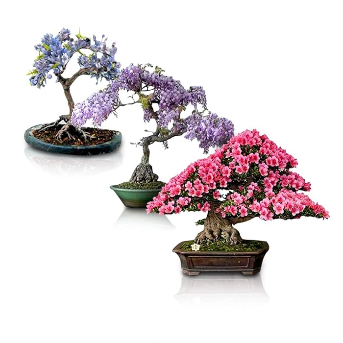 Buy Flowering Bonsai Tree Seeds Bundle 3 Types, All Flowering Tree