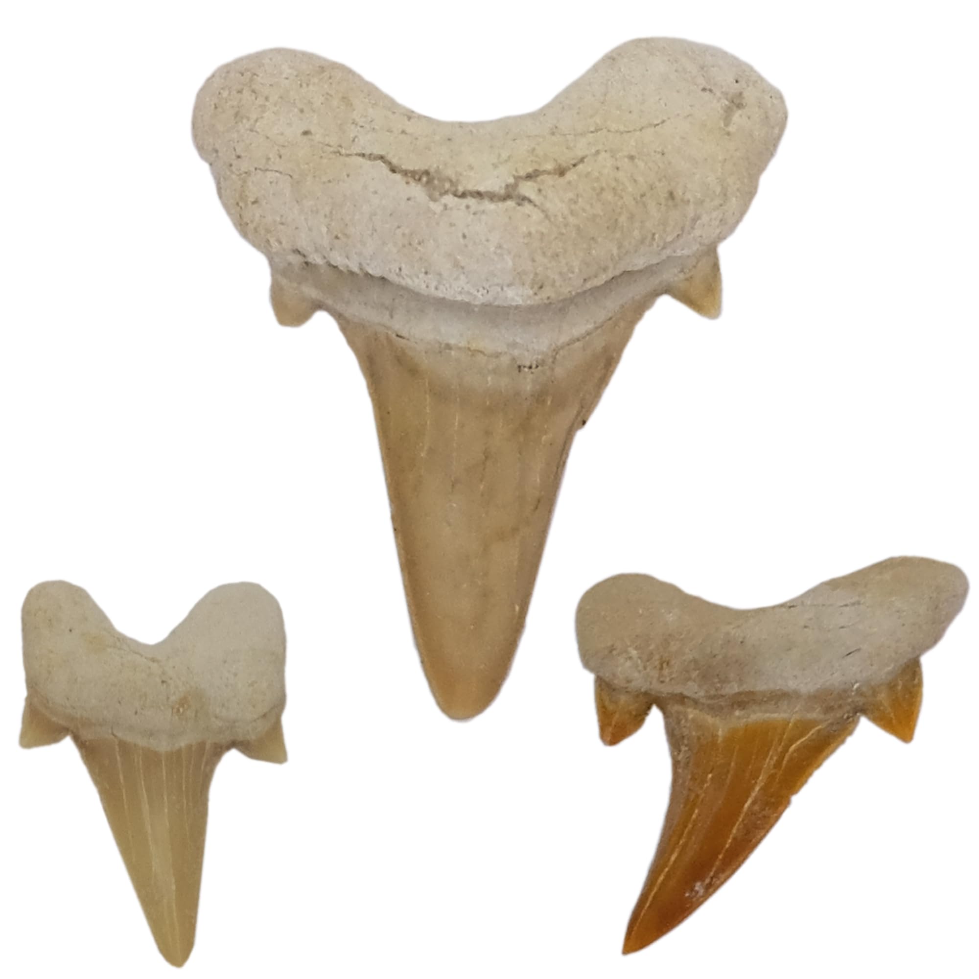 Idée cadeau – Fossiles préhistoriques fossilisés : dents de requin naturelles non traitées XXL (Lot de 3 pièces), 3 Stück, Pierre