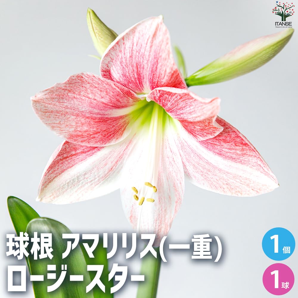 Amazon.co.jp: ITANSE 花球根 アマリリス(一重) ロージースター