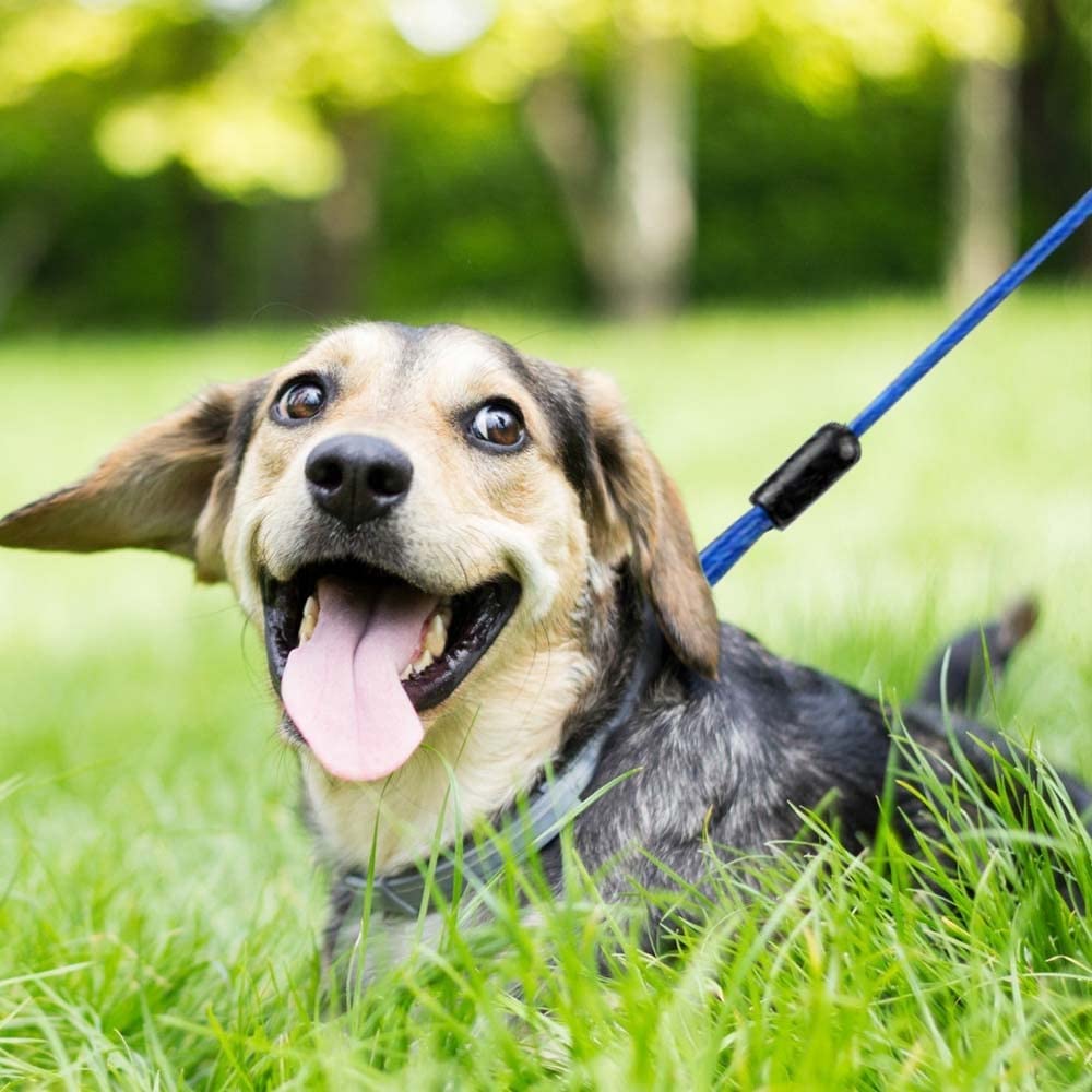 DONGKER Cable de amarre para perro de 3 m, correa de alambre de acero reflectante para mascotas con gancho giratorio de 360° para perros medianos y grandes de hasta 130 libras