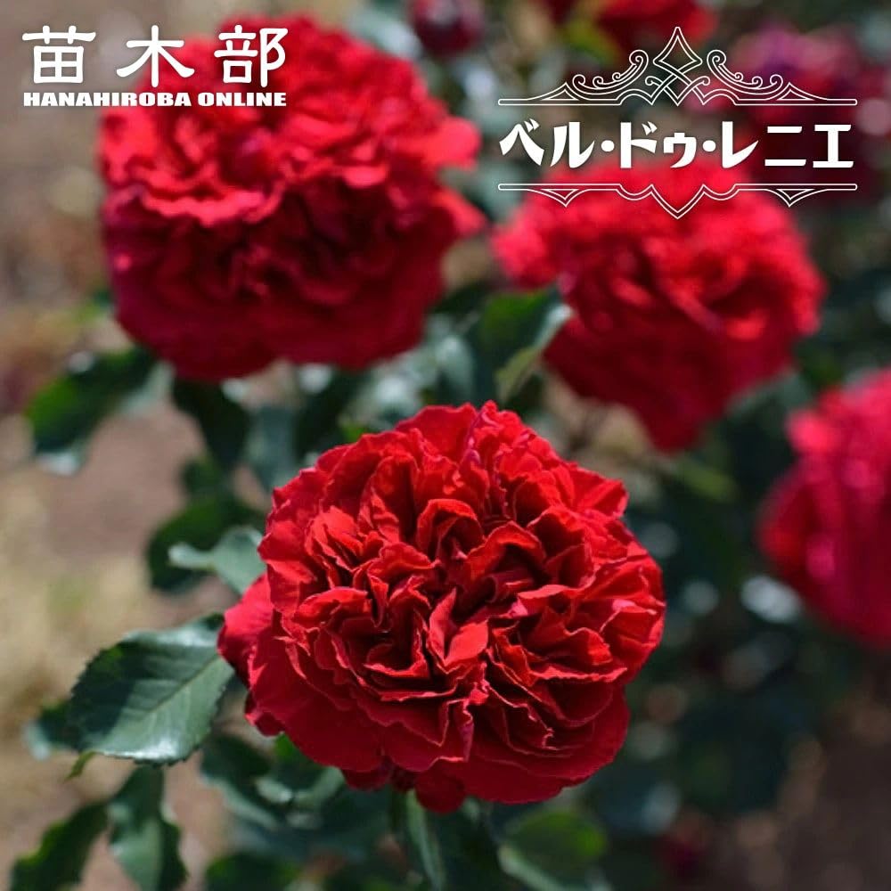 Amazon.co.jp: 四季咲き強香バラ苗 【ベル・ドゥ・レニエ】 2年生大苗