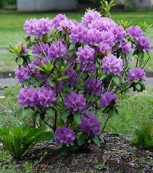 (1) - Catawba Boursault Rhododendron - Starter Plant (L7) (1 Live Plant)