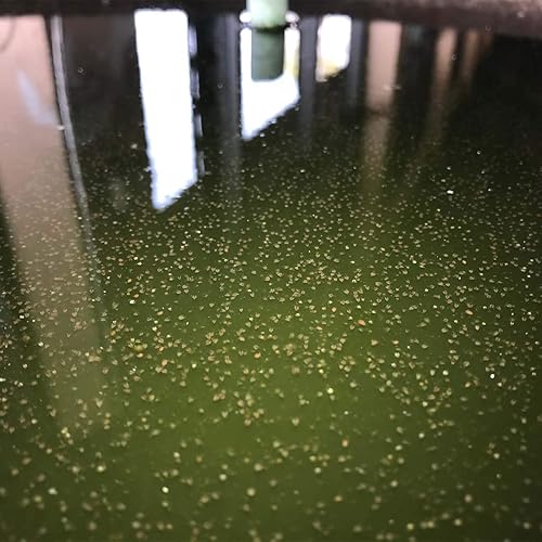 GreenWaterFarm Moina Macrocopa Eggs (Water Flea) Live Fish Food for Hatching and Culture Suitable for Feed Betta Fish