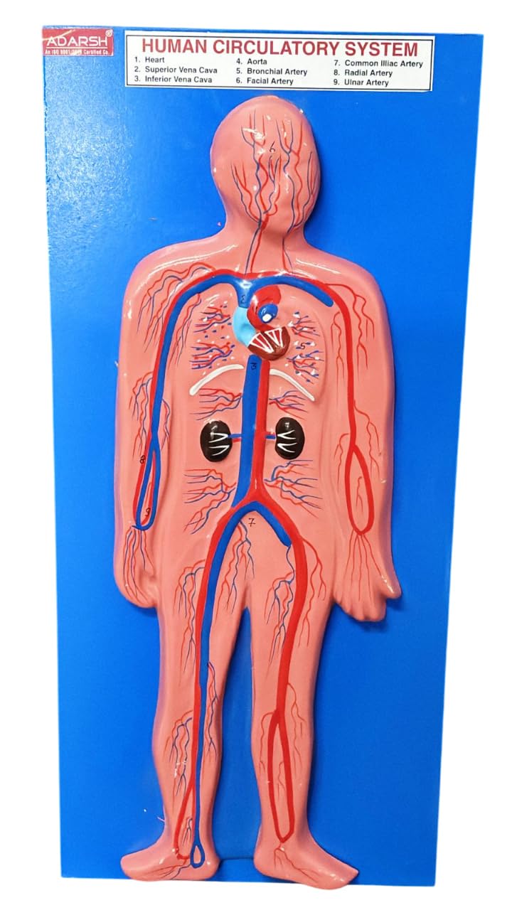 AI-Human Circulatory System Model 10"X24"/for Studying Blood Circulation in the Body/Biological Lab Model/Used in School and Colleges/Anatomical model