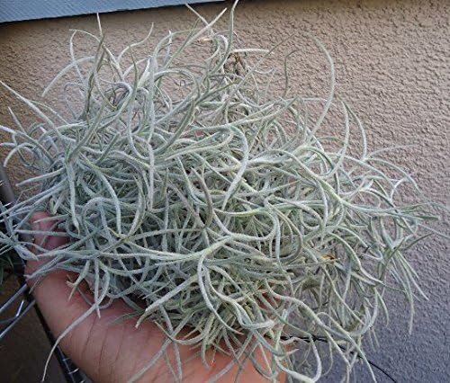 Tillandsia Usneoides"El Gordito" Rare Spanish Moss