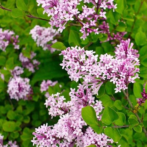 Tristar Plants - Dwarf Korean Lilac, 1 Gallon Trade Pot, 2'Ft Tall - Syringa Meyeri Palibin, Compact Shrub, Dwarf Bush, Flowering, Fragrant, Cold Hardy, Healthy Established Roots, #TOP25