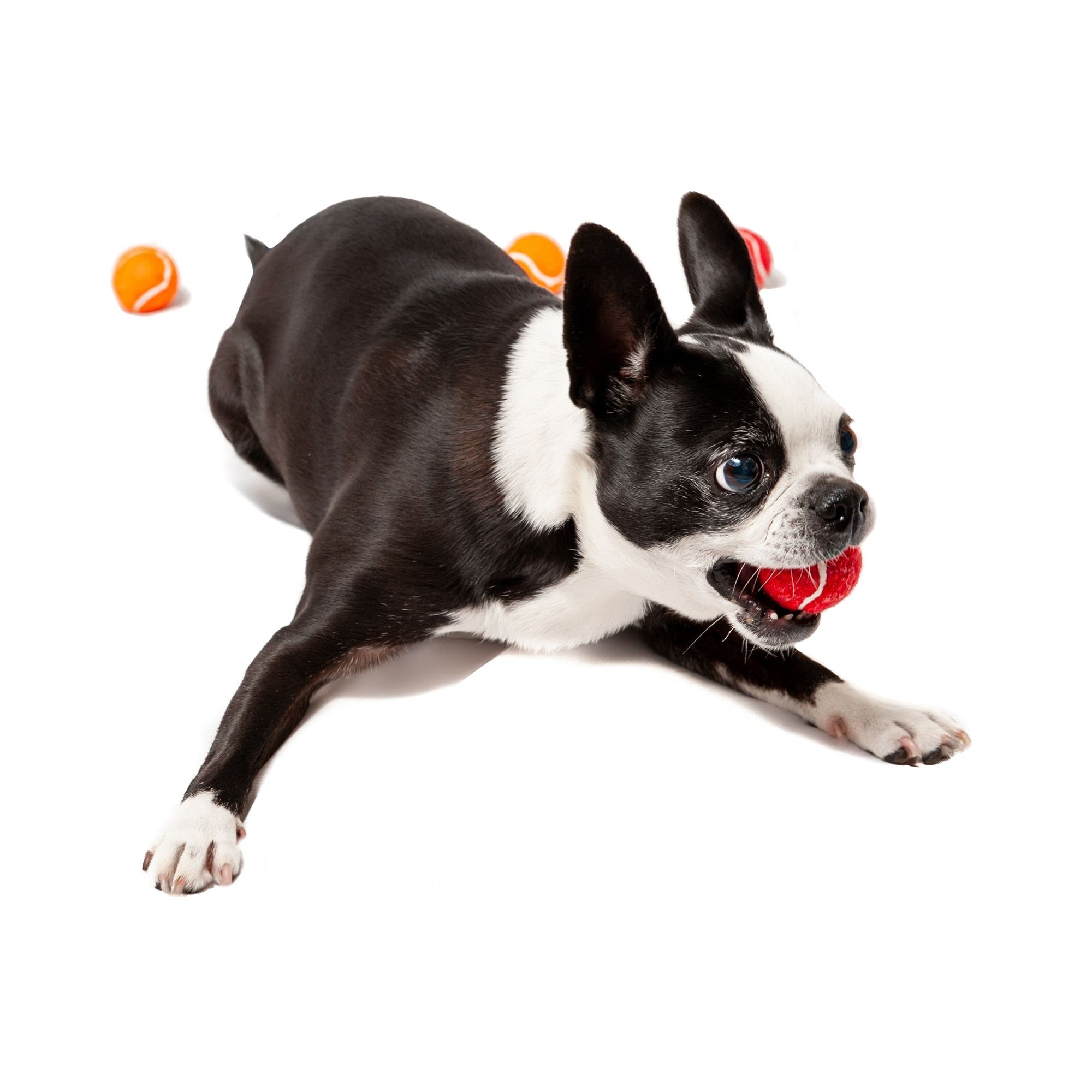 Midlee Mini pelotas de tenis para perros, Juguetes de perros de 1.5 pulgadas con chirriador, juego de 12 colores sólidos