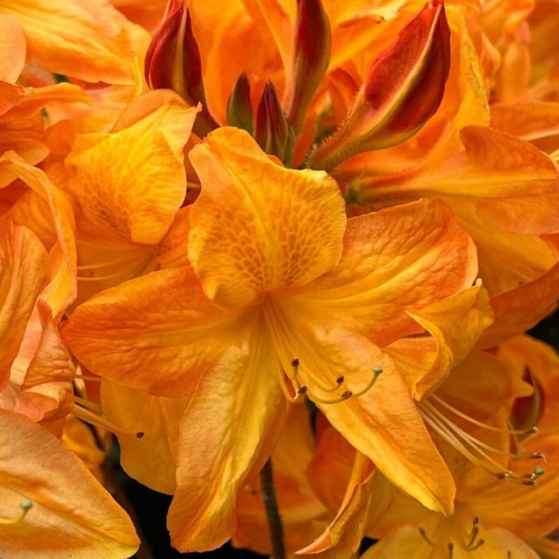 Amazon.com : 1-2 Ft Orange Rhododendron Plants Live, Azalea Rhododendron  Bush Shrubs in 1 Gallon Pot for Planting, Azalea Bush Ready Plant, Live  Rhododendron Plant Azalea : Patio, Lawn & Garden