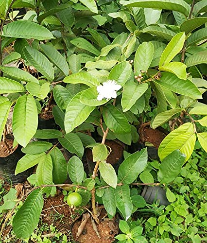 Florona Rare Tropical Hybrid Psidium guajava Arka Kiran Guava 1 Healthy Live Plant Layering