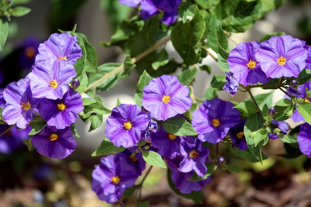 Creative Farmer Thunbergia Erecta KingS Mantle Bush Clock Vine Home Decor Plant (B09QSD7NQS) Amazon Price History, Amazon Price Tracker