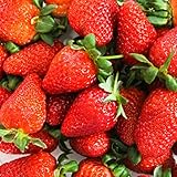 茨城県産いちご 【 やよいひめ 】 大粒いちご 2パック(14-28粒) 2-4Lサイズ ブランドいちご / 専用箱 家庭用 贈答用 お祝い 母の日 父の日 / 果物 イチゴ 苺 いちご