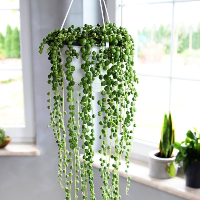 Miniatura 8 de String of Pearls Plant Live, enredadera suculenta rastrera, planta de interior viva rara en maceta