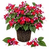 Red Purple Bleeding Heart Plant Live Plant for Planting, Perennial Flowering Plant for Outdoor Garden, 4-6 Inch Tall, No Pot