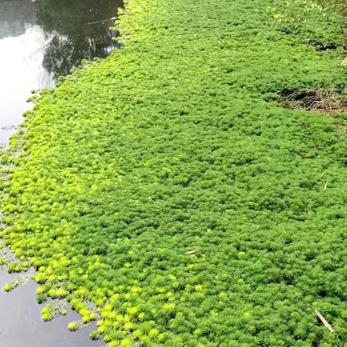 Plantas acuáticas que cubren el suelo - semillas semillas exóticas plantas raras plantas de jardin resistentes Plantas de estanque resistentes semillas de jardin plantas de acuario 100pcs