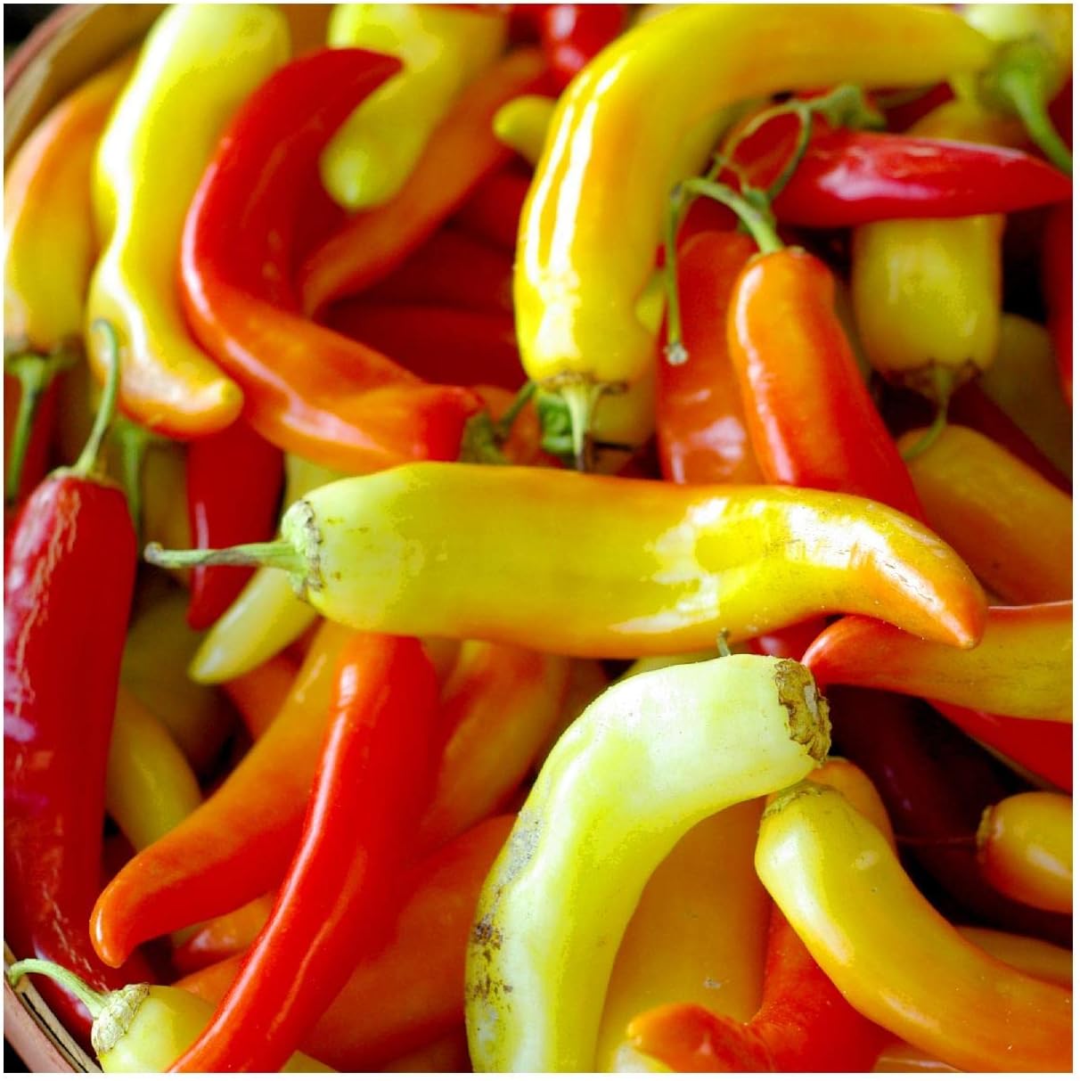 Everwilde Farms - 1/4 Lb Sweet Banana Sweet Pepper Seeds - Gold Vault