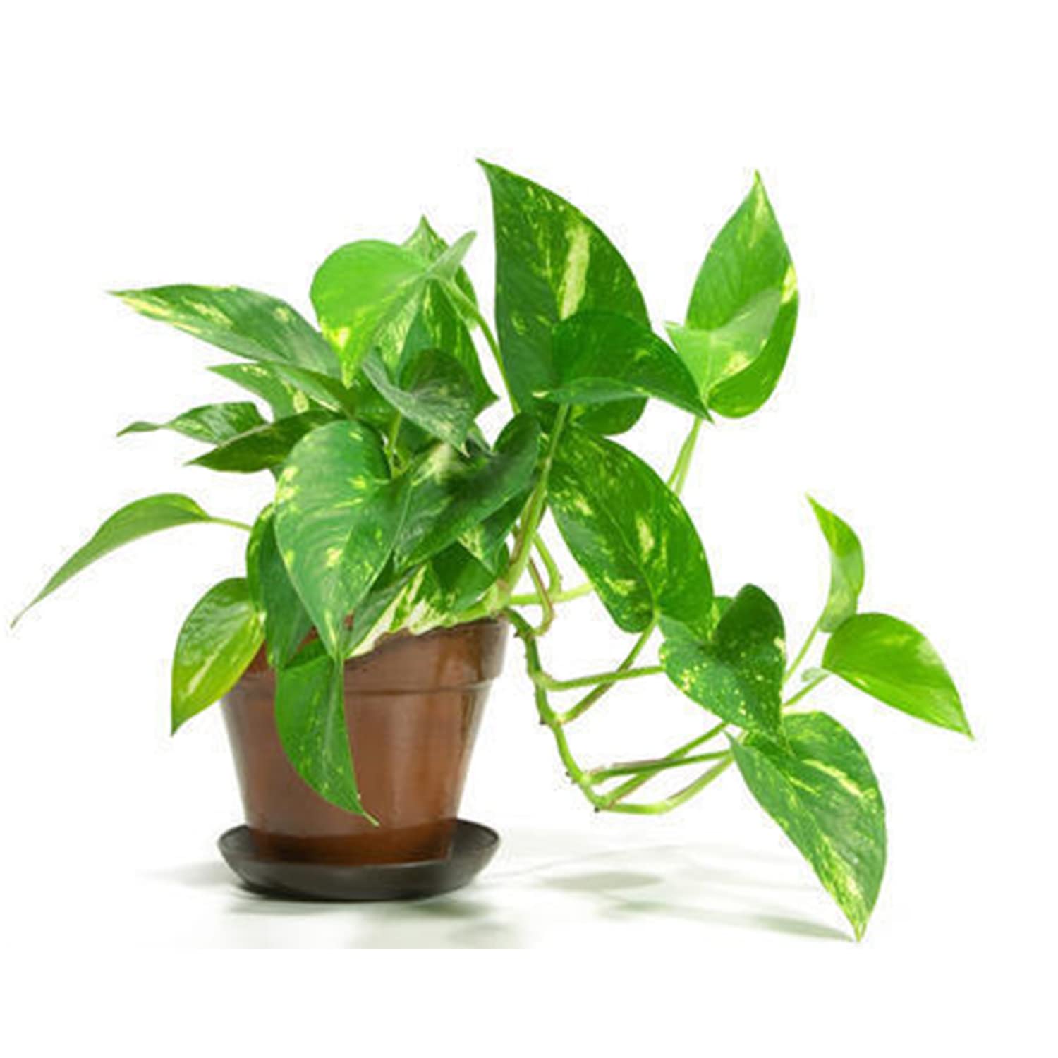 MSK EVER GREEN live real money plant for home,office,kitchen,table and etc. good luck plant pack of on healthy live plant with plastic pot (B0CK4TQCKD) Amazon Price History, Amazon Price Tracker
