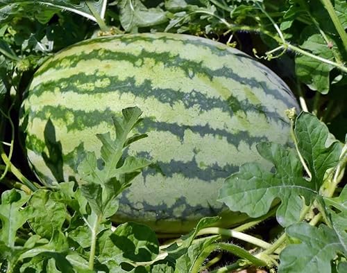 25 Striped Klondike Blue Ribbon Watermelon Seeds For Planting Heirloom Non Gmo 2 Grams Of Seeds Garden Vegetable Bulk Survival #TOP3