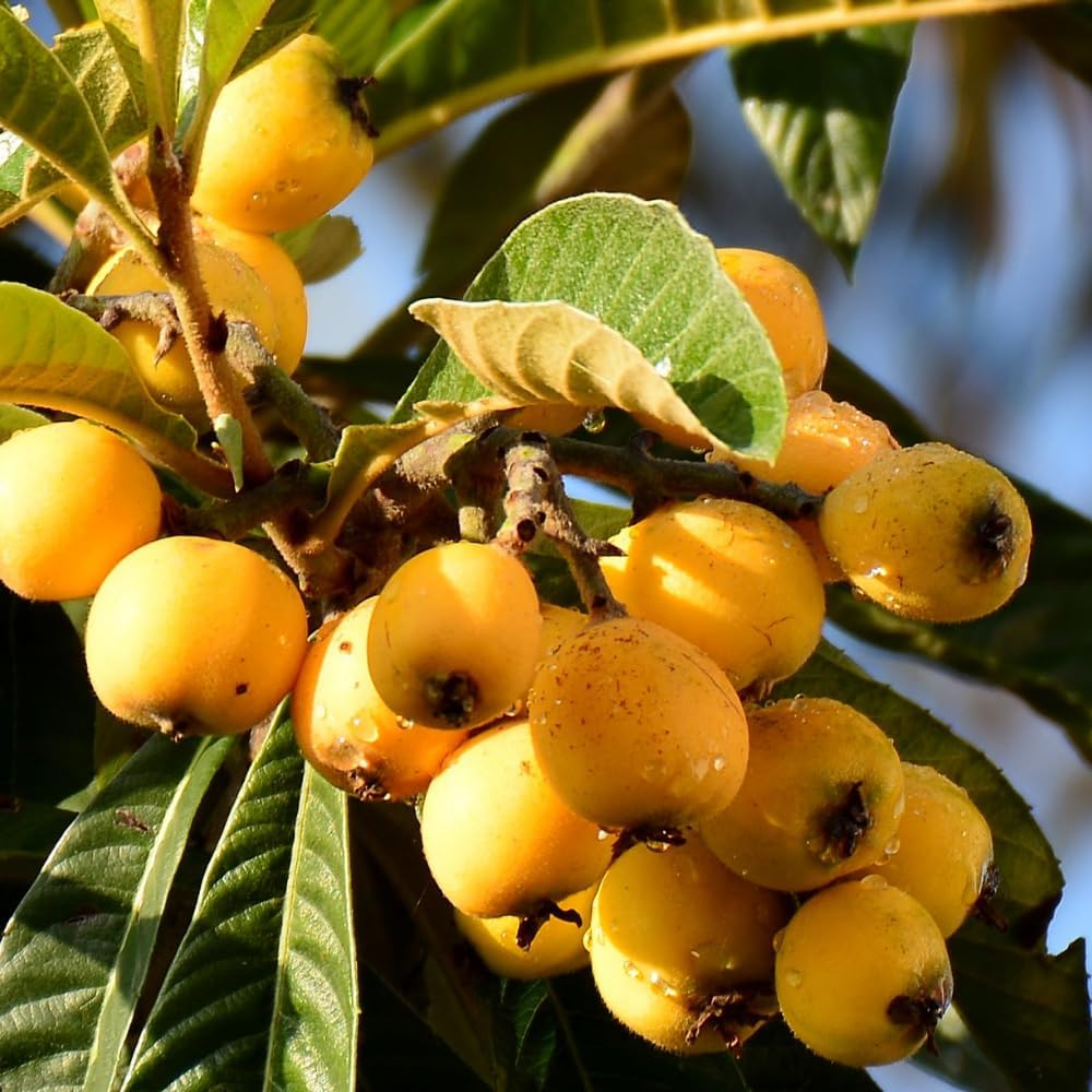 Golden Loquat Tree Live Plant, 7-10 Inch Tall, Live Loquat Trees Plant Live, Sweet Fruit Tree, Well Rooted Tree for Outdoor Planting