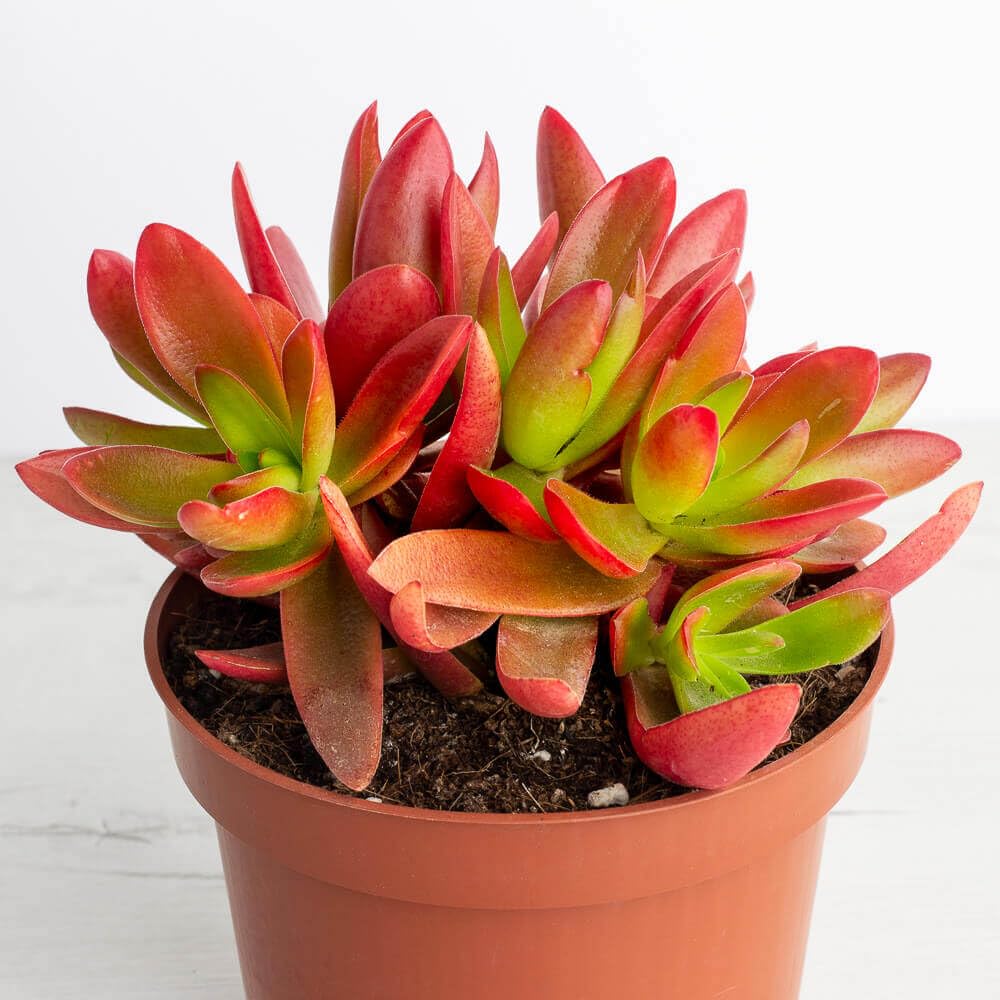 PlantaZee Crassula Capitella (Campfire Crassula) Succulent Live Plant table top plant (B0C7H98J5N) Amazon Price History, Amazon Price Tracker
