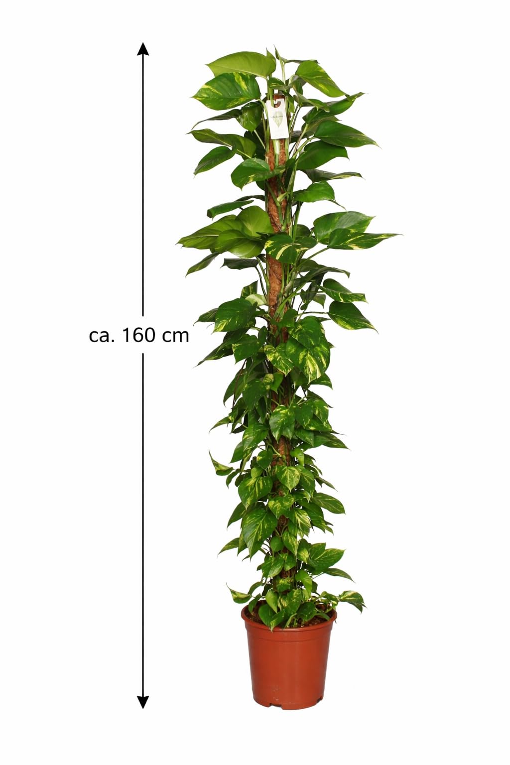 Efeutute (Epipremnum Aureum) am Moosstab  XXL, Pflegeleichte,  Luftreinigende Zimmerpflanze im Topf  27 cm, Hhe ca. 160 cm : Amazon.de:  Garten
