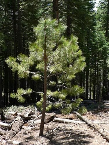 100pcs Semillas de Pinus Ponderosa scopulorum, Pino Amarillo Occidental, Pino Ponderosa