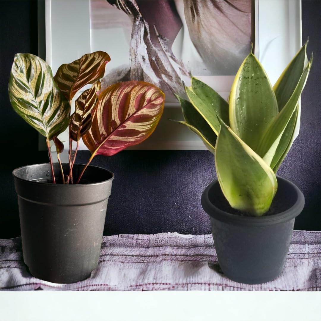 Amulya Farms Combo of Snake Plant and Calathea Peacock Plant with Free Fertiliser | Air Purifying Live Indoor Outdoor Snake Plants for Living Room, Home & Office Decor | with Pots | Small Size (B0CMQH3VDD) Amazon Price History, Amazon Price Tracker