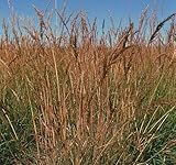 TnT Seed Company Indiangrass, Tall Perennial Native Grass Seed, Drought Tolerant, Provides Cover for Wildlife and Deer, Provides Food for Some Wildlife, Minimal Maintenance, Landscaping Use, 1 lb Bag
