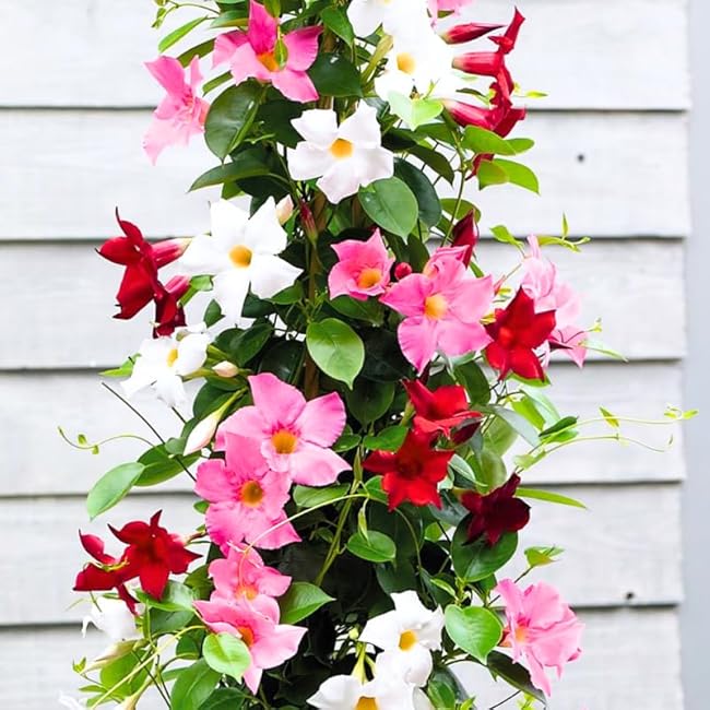3 Mix Mandevilla Plants Live, 5-10” Tall Flowering Mandevilla Vines for Trellis, Outdoor Patio, Garden Pots, Trailing Mandevilla Seedlings