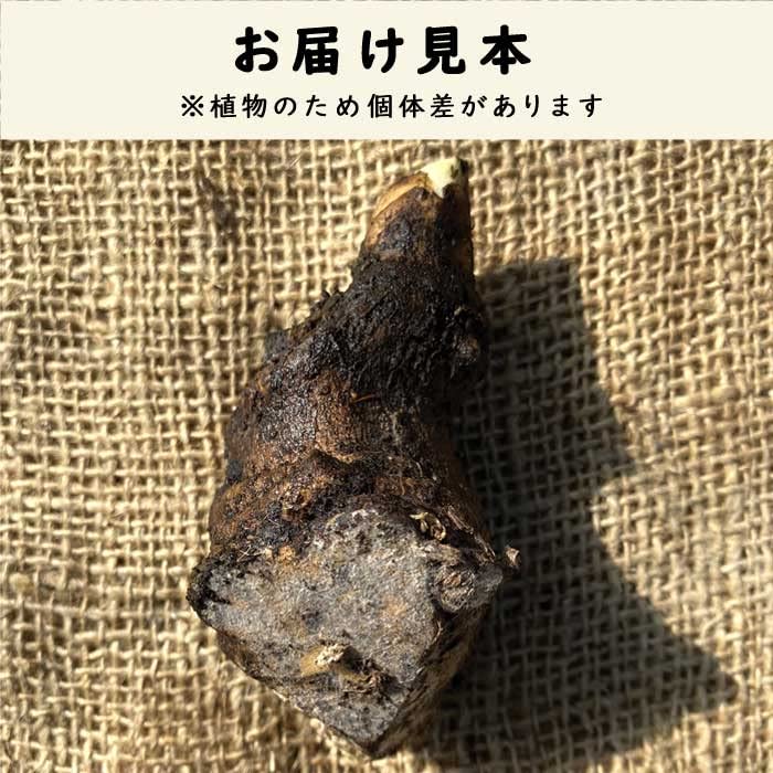 Amazon.co.jp: うど 1株 種株 種球根 家庭菜園 ウド 山うど 山菜 野菜