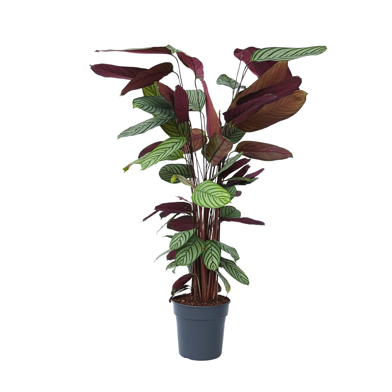 dracaena a Potted 10