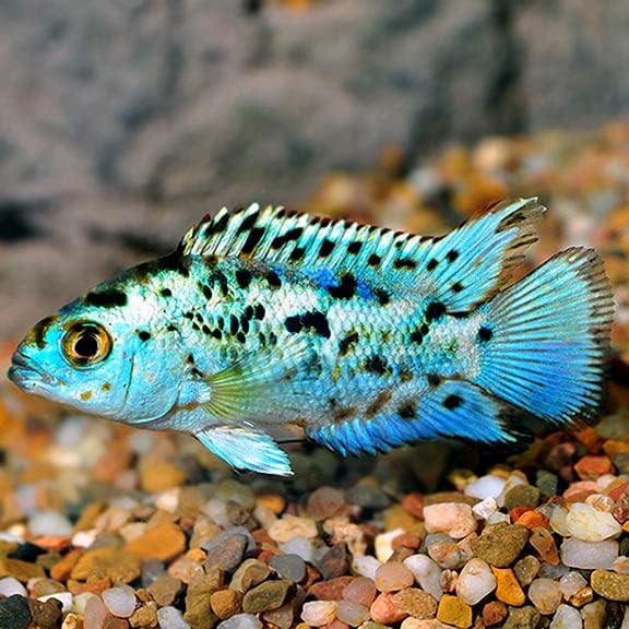 Pack 2 Electric Blue Jack Dempsey – Live Freshwater (Rocio octofasciata) Cichlid Fish – Vibrant & Hardy Aquarium Fish.