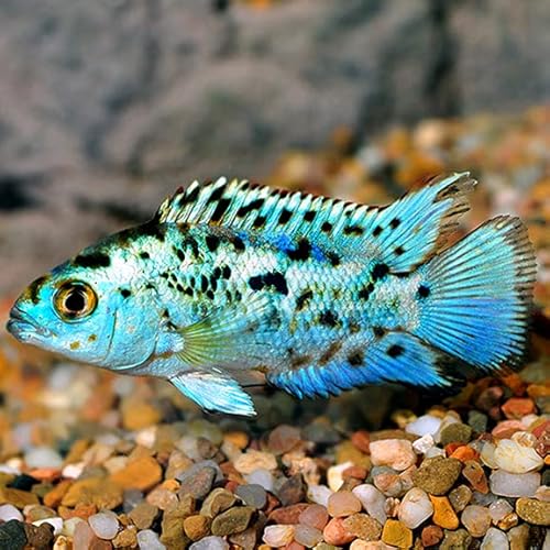 4-Pack Electric Blue Jack Dempsey Fish, 2–2.5”