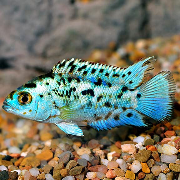 Jack Dempsey Fish Size, Tank, and Care Essentials