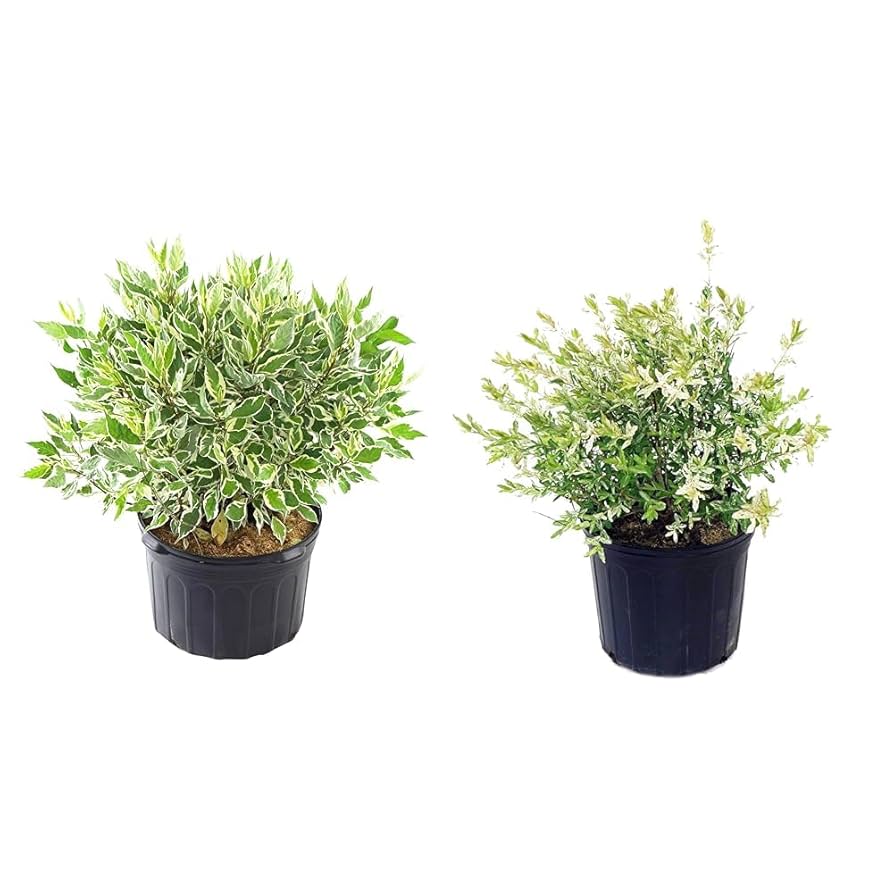 Amazon.com: Cornus alba 「象牙光暈」(變質的山茱萸) 灌木和