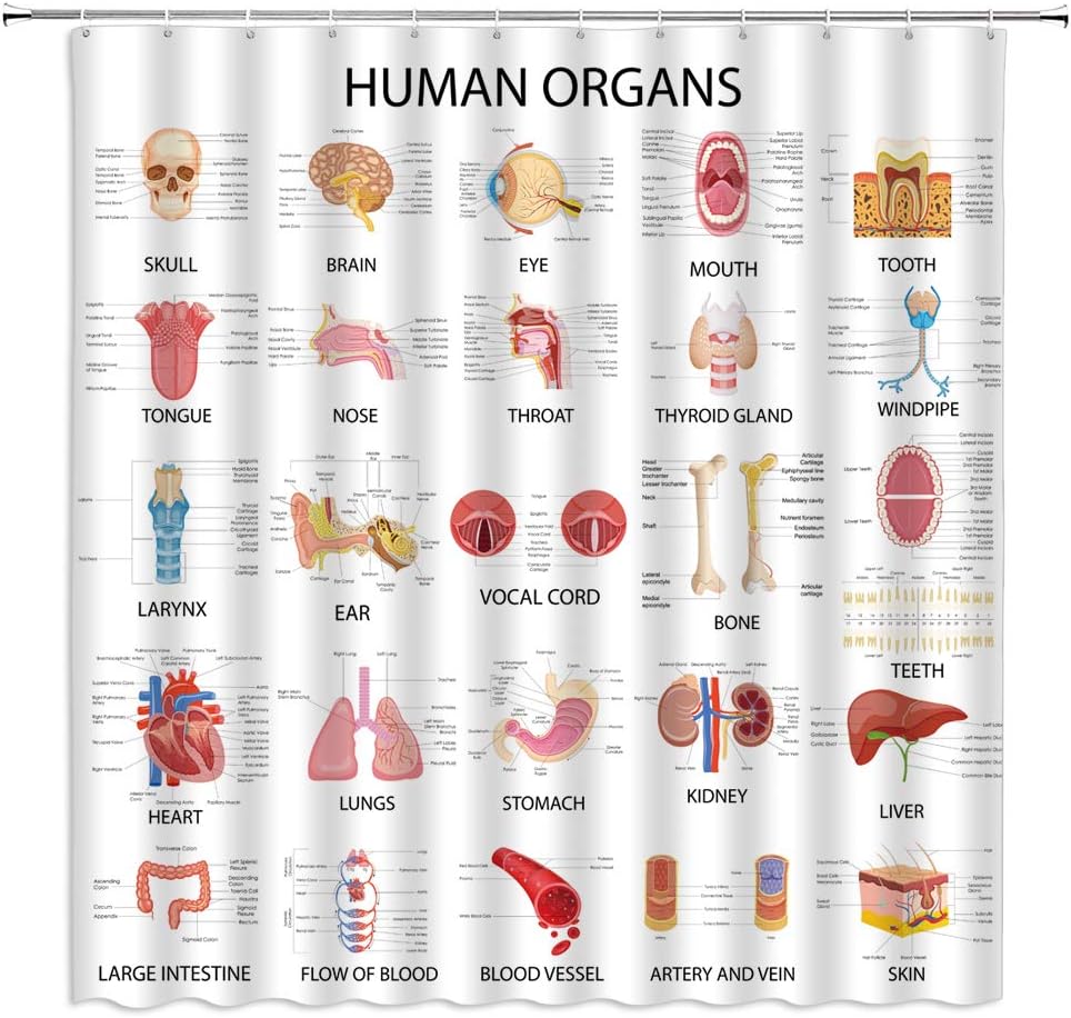 Human Organs Shower Curtain Anatomy Organ Body Complete Chart Structures Life Medical Science Skull Eyes Nose White Fabric Bath Curtains Bathroom Accessories Polyester with Plastic Hooks 70x70 Inch