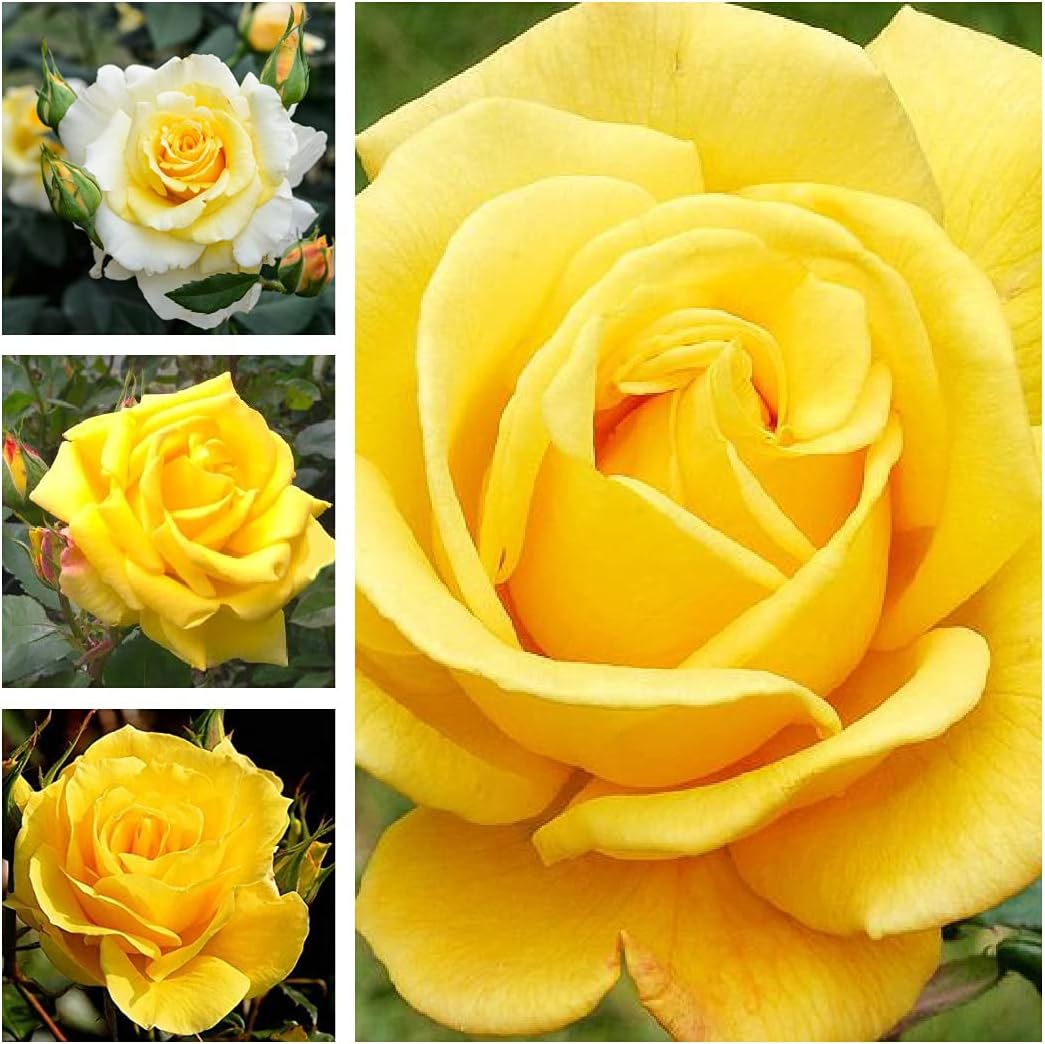 Yellow Rose Bush in a 3Litre Pot - Gorgeous British Grown Yellow Rose Bush for The Garden