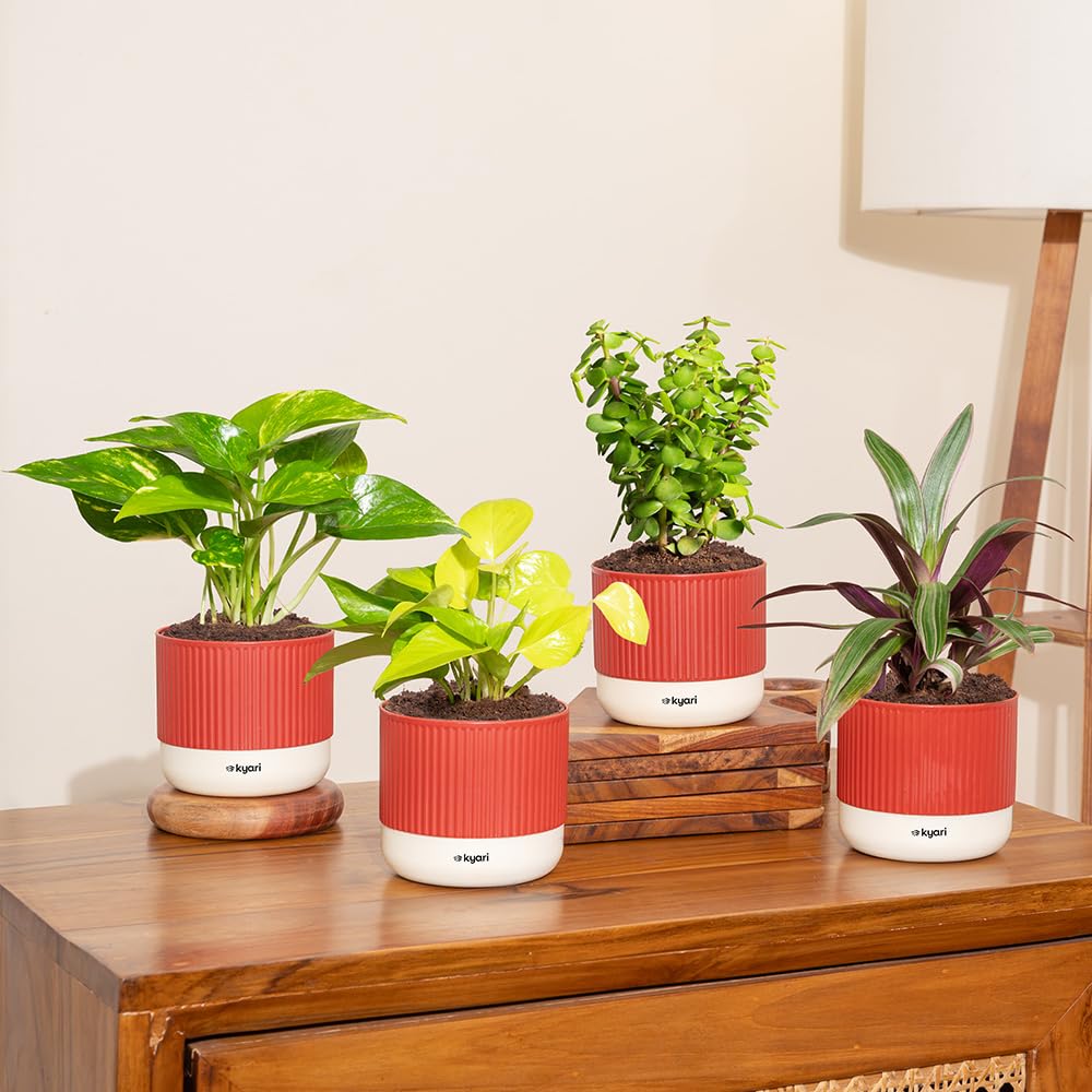 Lucky Jade & Golden Money Plants - Self Watering Pots -14
