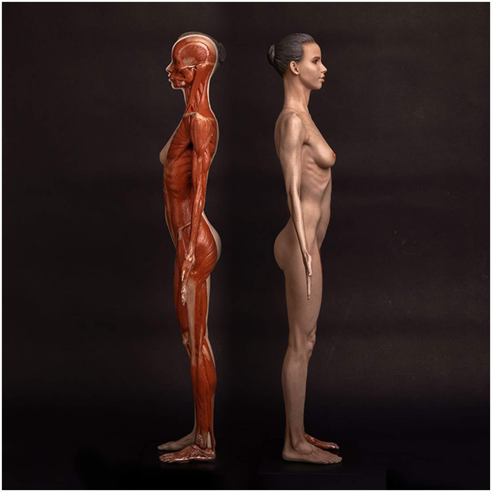 Sjdopulse Women's A Human Natomical Muscle Bone Ecorche Nd Skin Model - 23.6Inch Natomy Figure Human Body Musculoskeletal Natomical Model Painting Sculpture Model For Reference Rt Teaching Tools ( )