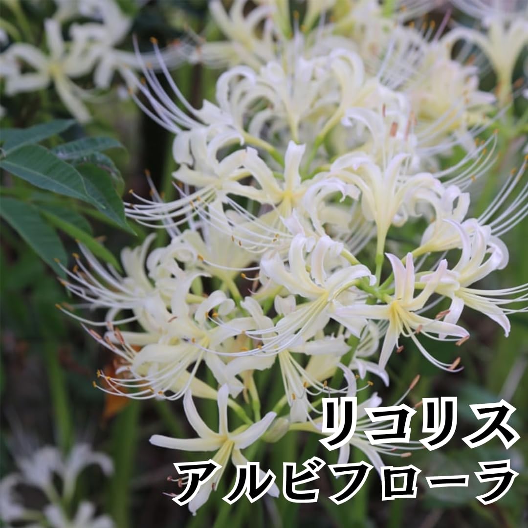 白い彼岸花球根100球　リコリス　白色彼岸花　彼岸花 Amazon.co.jp: 彼岸花 球根 1個入 1セット 白色 白花 リコリス アルビ