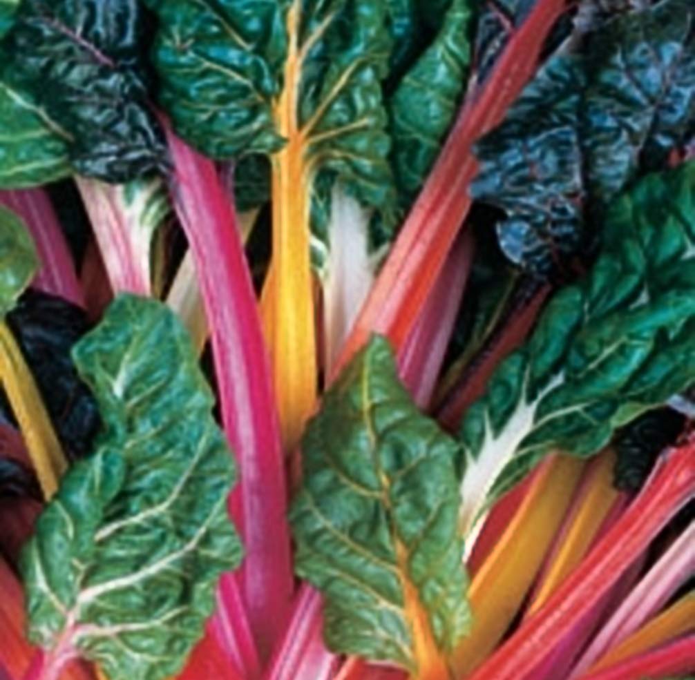 Seed Kingdom Swiss Chard Rainbow Mixture